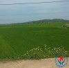 NHỚ VỀ CỘI NGUỒN